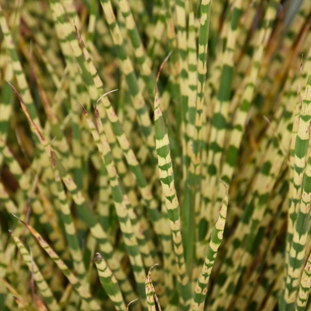 MISCANTHUS GOLD BAR