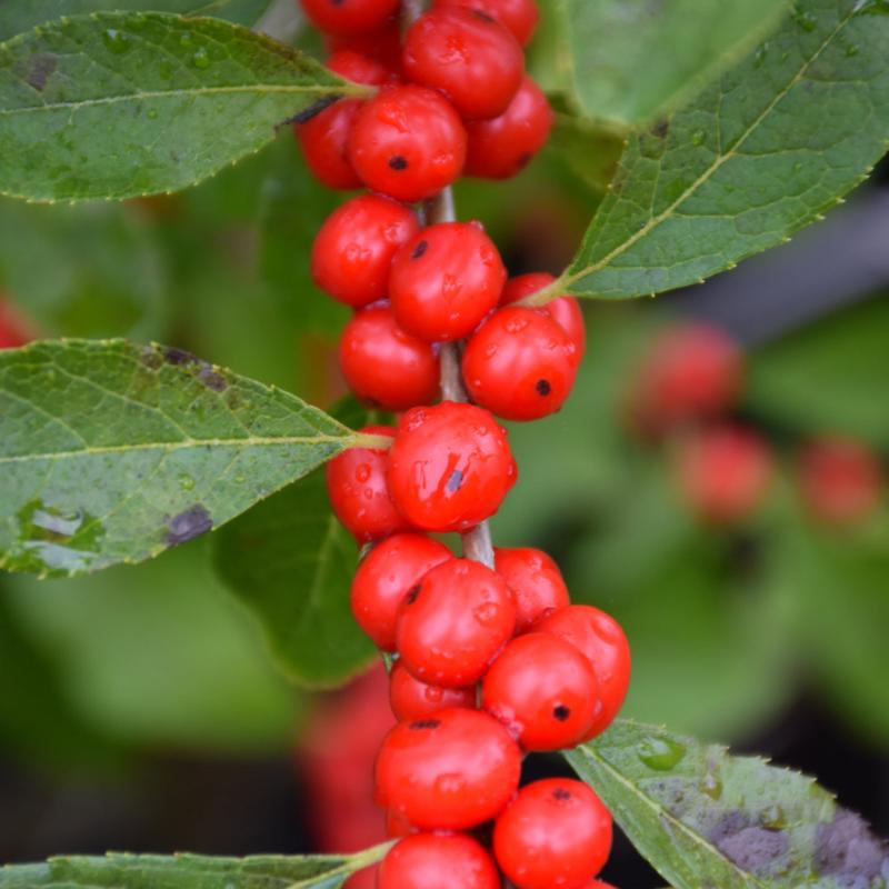 WINTERBERRY RED SPRITE