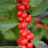 WINTERBERRY RED SPRITE