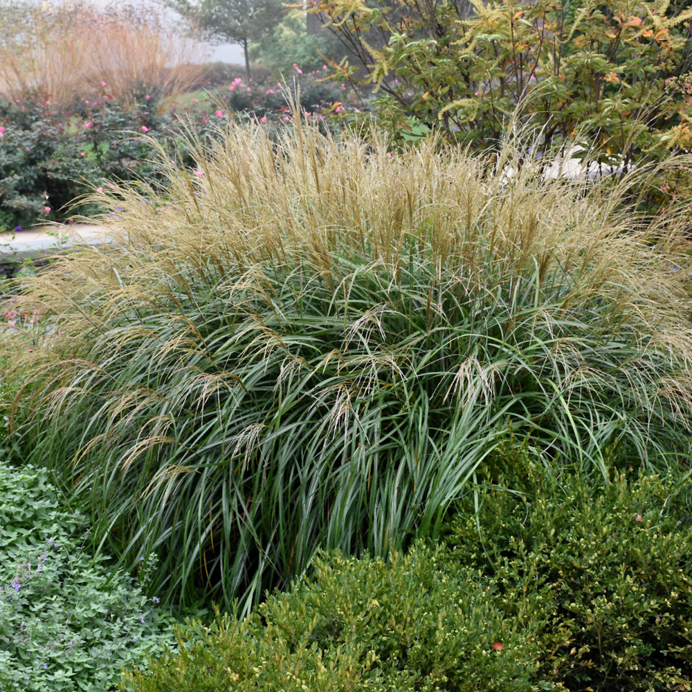 MISCANTHUS ADAGIO