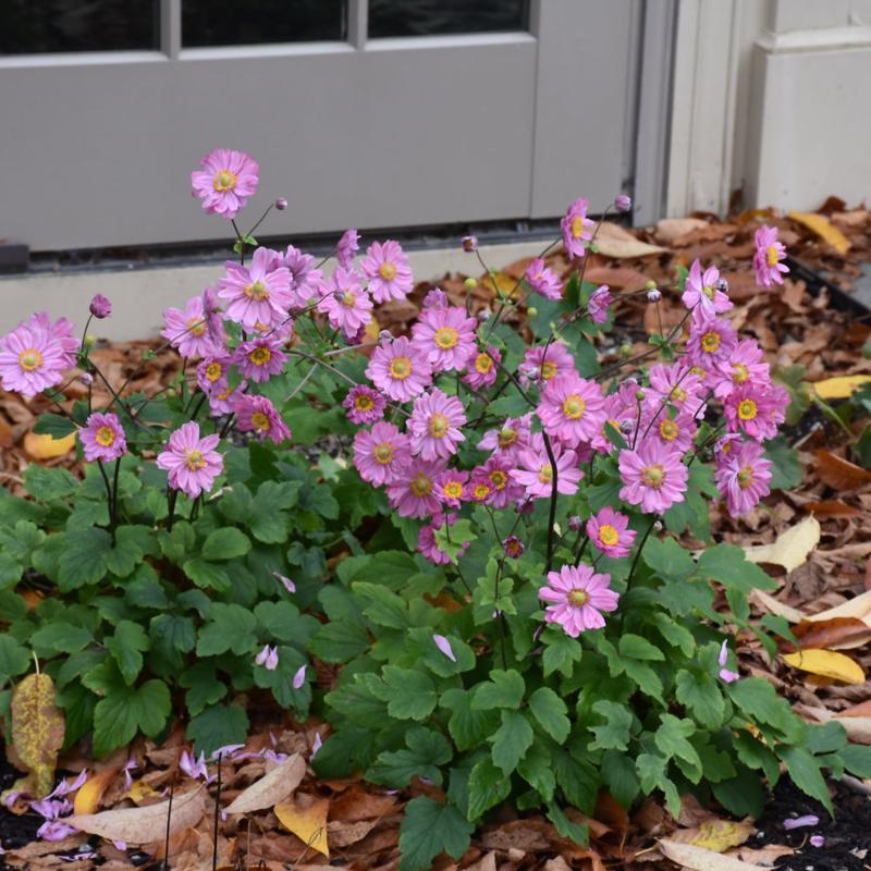 ANEMONE PAMINA