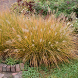 PENNISETUM HAMELN