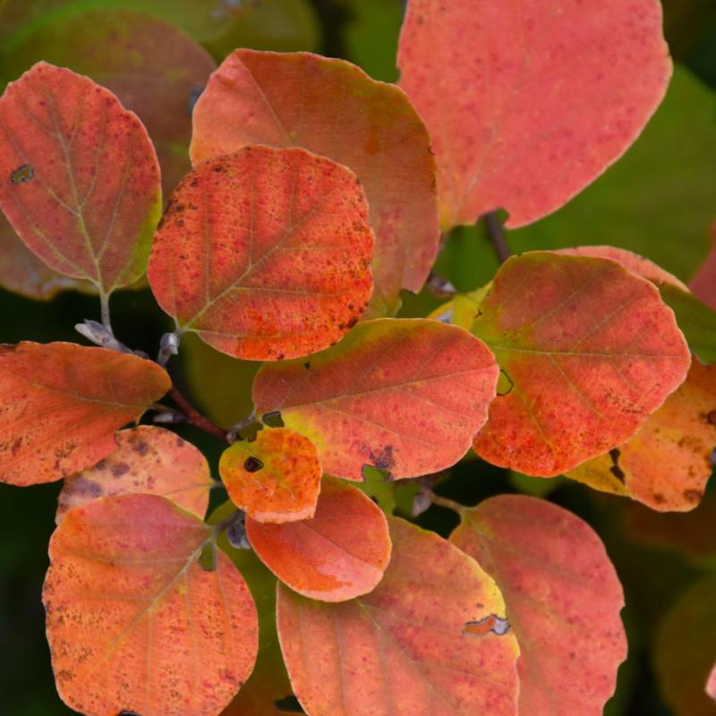 FOTHERGILLA DWARF