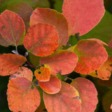 FOTHERGILLA DWARF