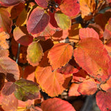 FOTHERGILLA MOUNT AIRY