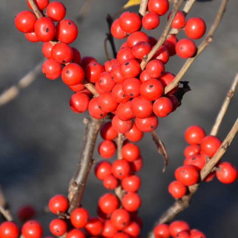 WINTERBERRY BERRY POPPINS