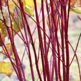 DOGWOOD RED OSIER