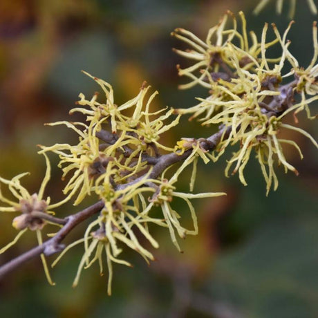 WITCH-HAZEL