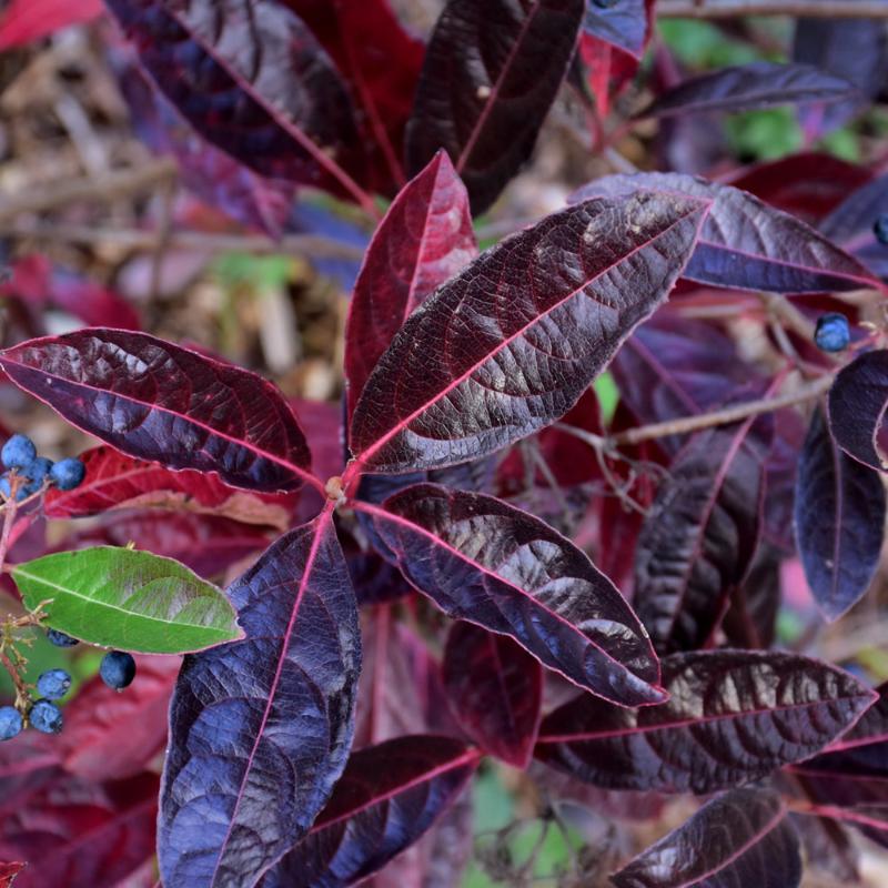 VIBURNUM BRANDYWINE