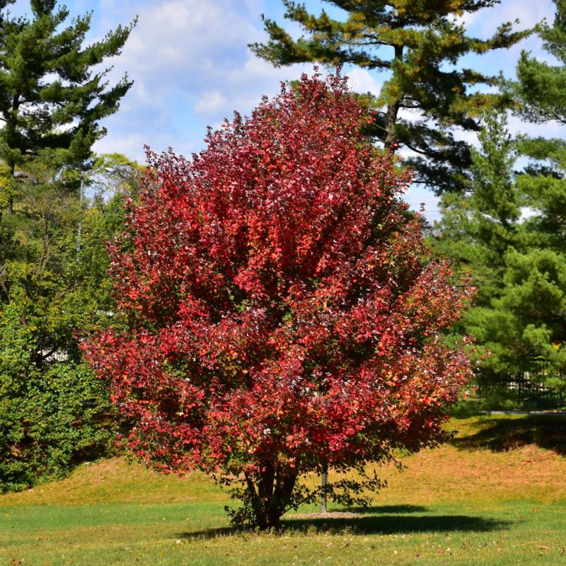 MAPLE ROYAL RED