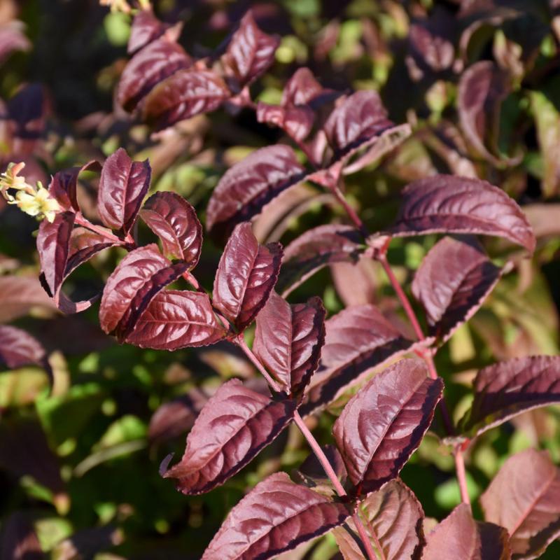 HONEYSUCKLE KODIAK BLACK