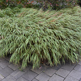 HAKONECHLOA ALBO STRIATA