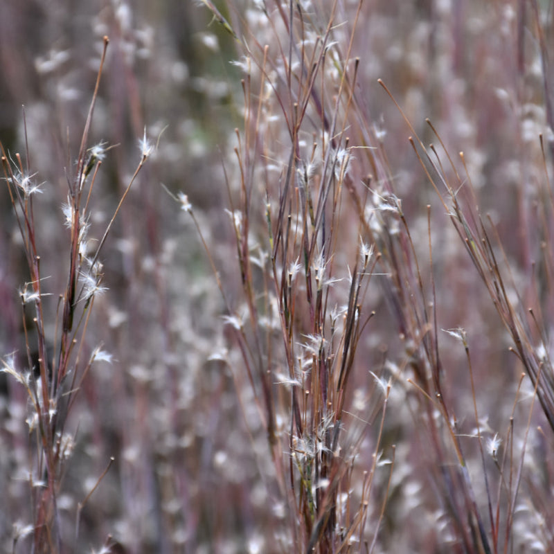 SCHIZACHYRIUM STANDING OVATION