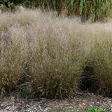 PANICUM SHENANDOAH