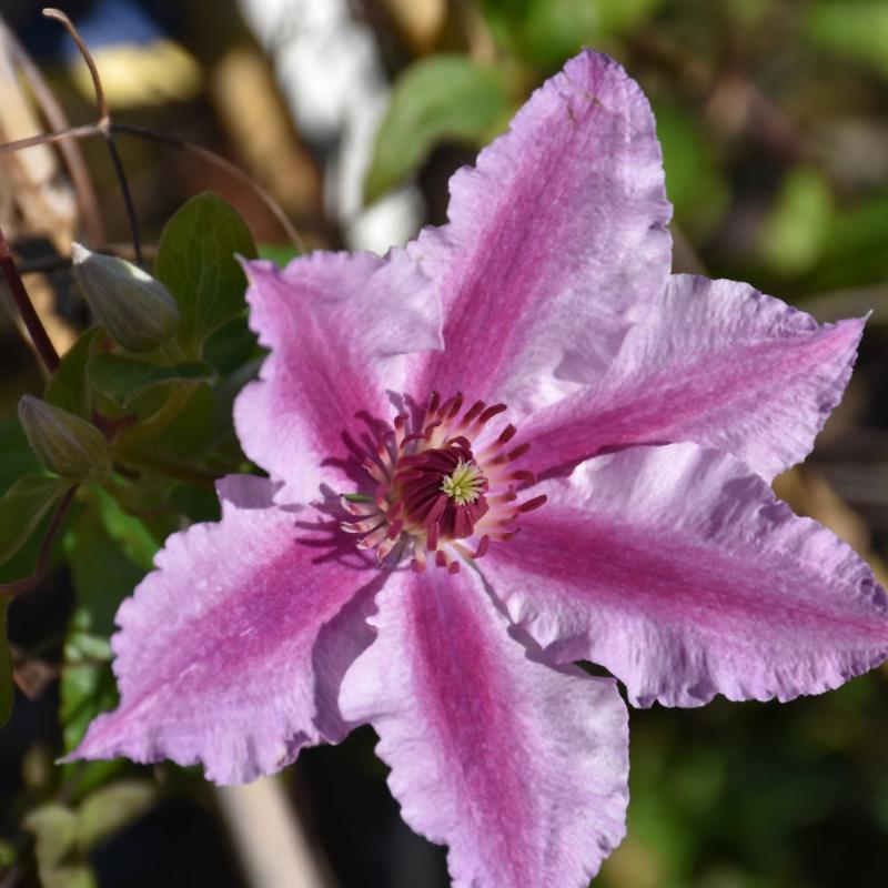 CLEMATIS CHEROKEE