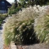 MISCANTHUS GRACILLIMUS