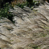 MISCANTHUS GRACILLIMUS