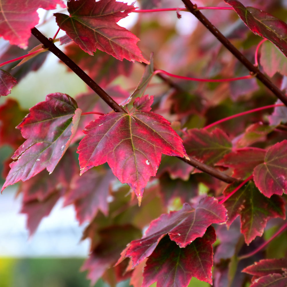 MAPLE BRANDYWINE