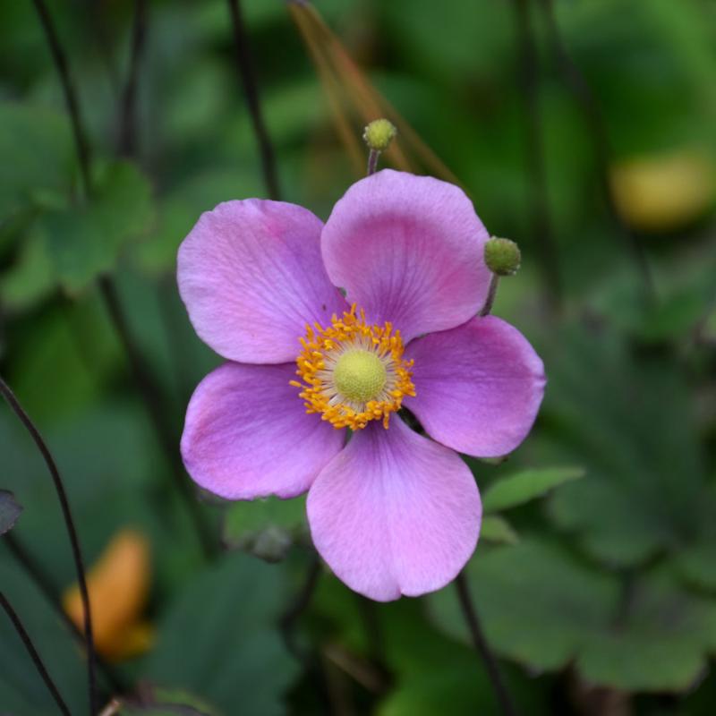 ANEMONE LUCKY CHARM