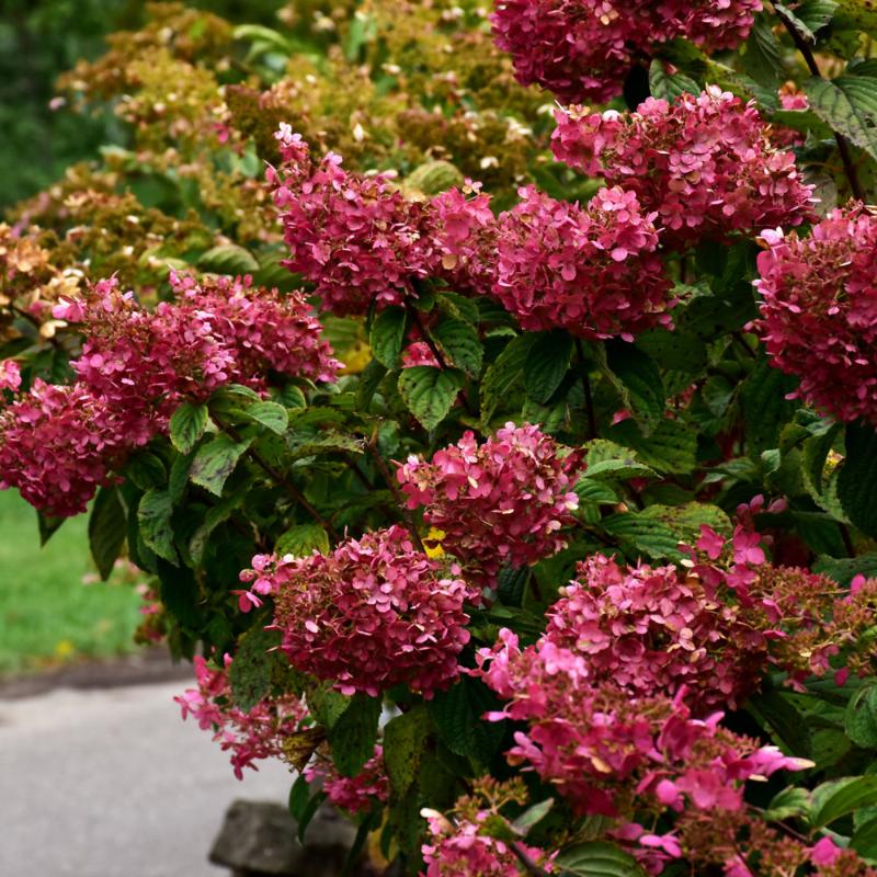 HYDRANGEA DIAMOND ROUGE