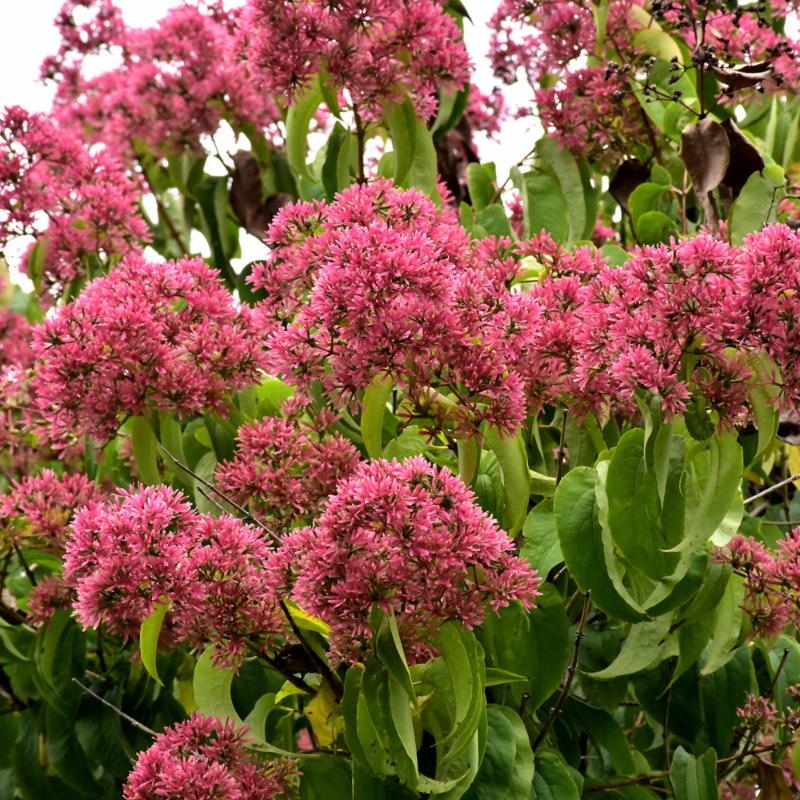 SEVEN SON FLOWER TEMPLE