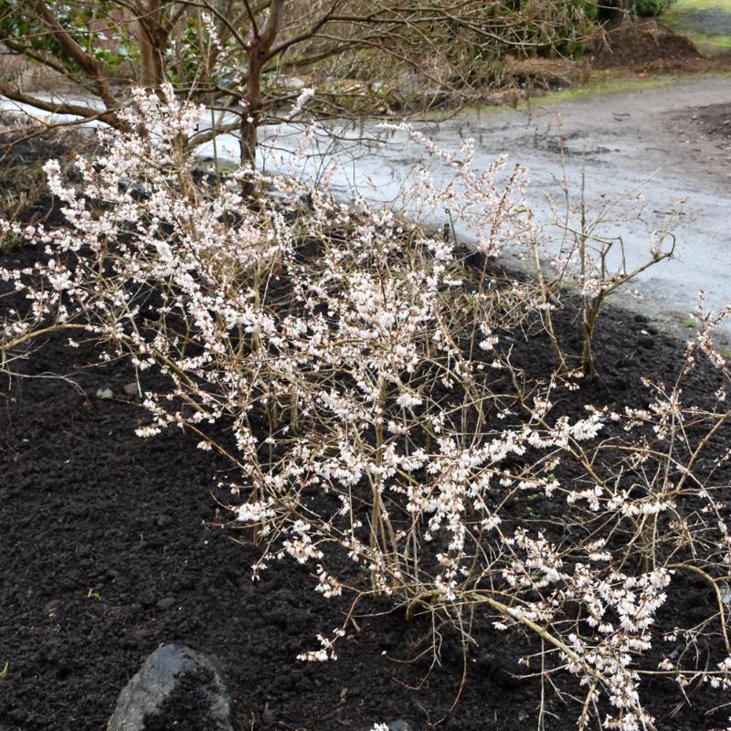 FORSYTHIA WHITE