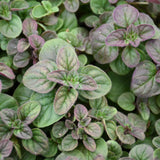 Organic Seed- Oregano