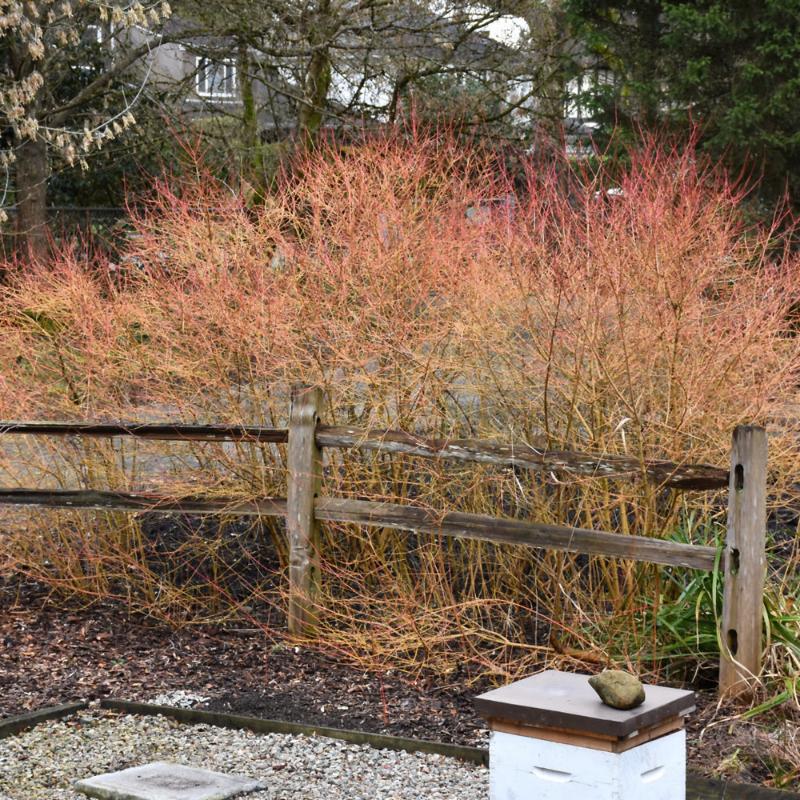 DOGWOOD WINTER BEAUTY