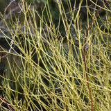 DOGWOOD YELLOW TWIG