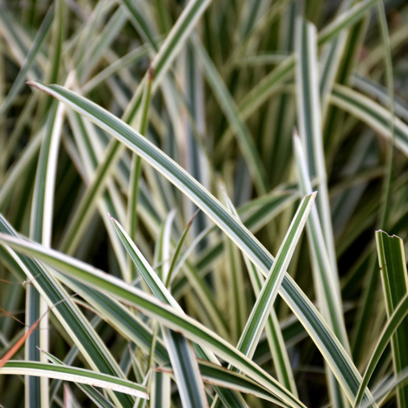 CAREX ICE BALLET