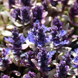 AJUGA DIXIE CHIP