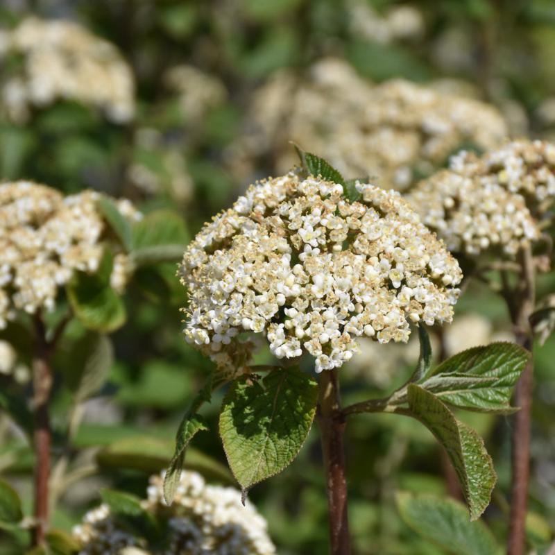 VIBURNUM MOHICAN