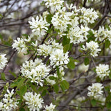 SASKATOON BERRY MARTIN