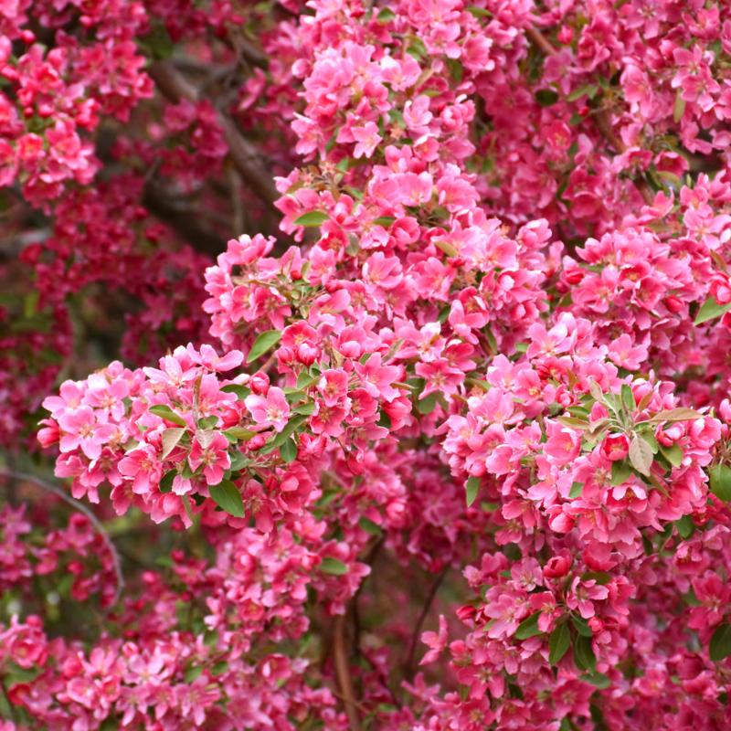 CRABAPPLE PRAIRIEFIRE