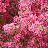 CRABAPPLE PRAIRIEFIRE