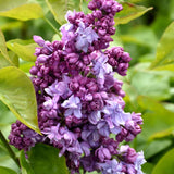 LILAC KATHERINE HAVEMEYER