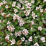 COTONEASTER CORAL BEAUTY