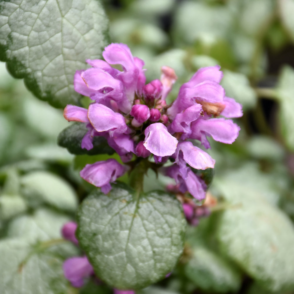 LAMIUM MACULATUM RED NANCY