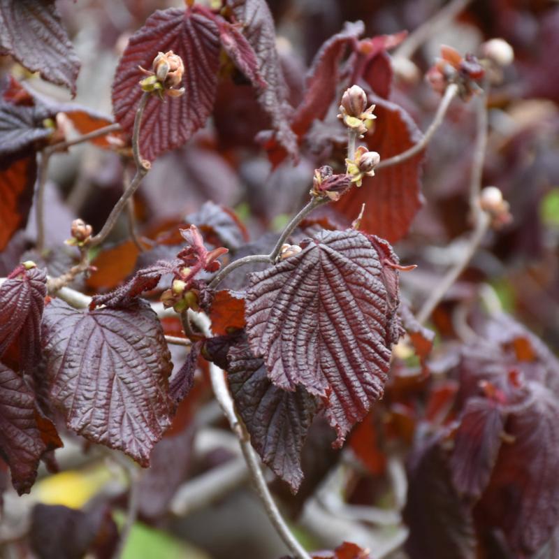 CORKSCREW HAZEL RED MAJESTIC