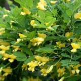 CARAGANA WEEPING