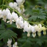 DICENTRA ALBA