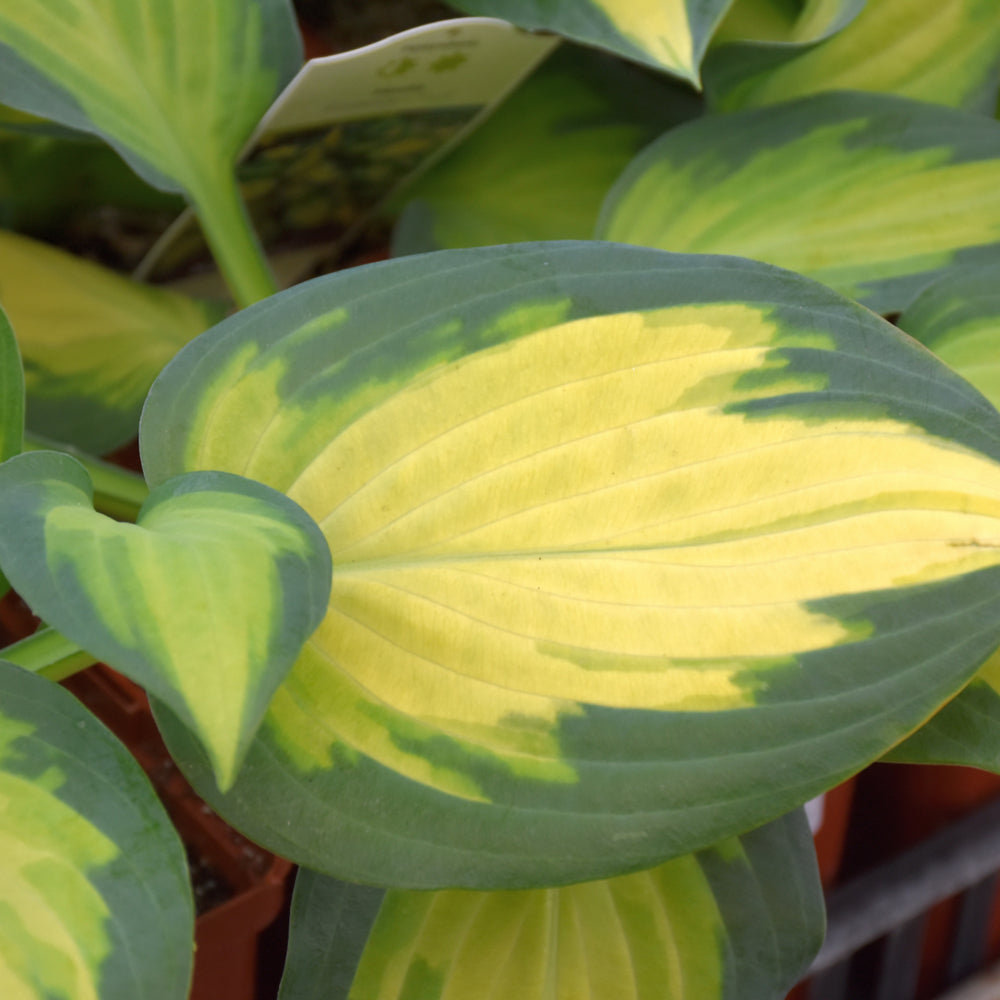 HOSTA FORBIDDEN FRUIT