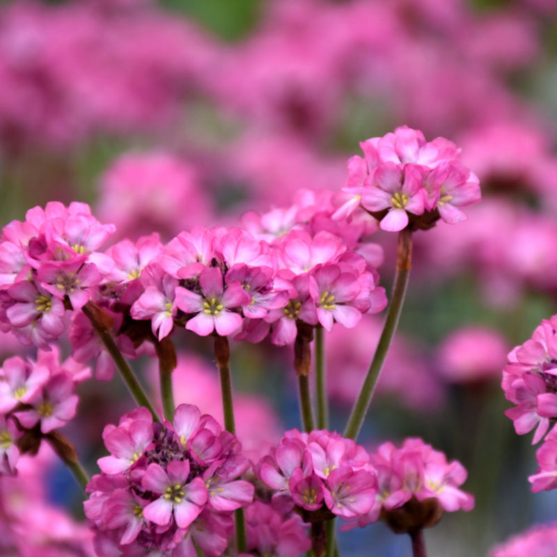 ARMERIA VESUVIUS