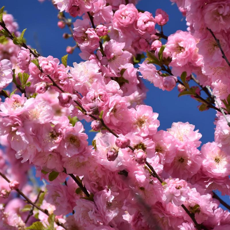 FLOWERING ALMOND STANDARD