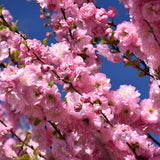 FLOWERING ALMOND