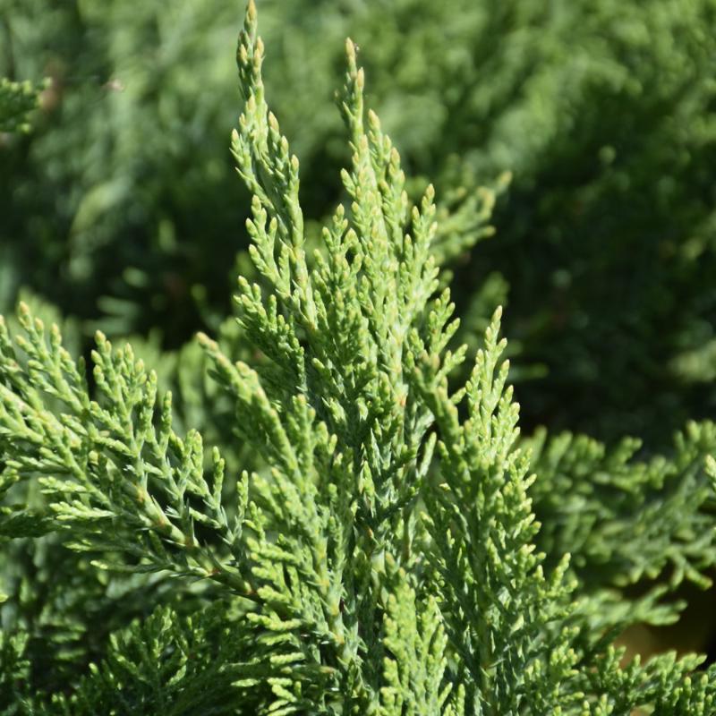 JUNIPER TAMARIX