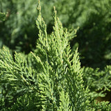 JUNIPER TAMARIX