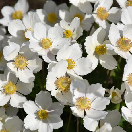 ANEMONE SYLVESTRIS