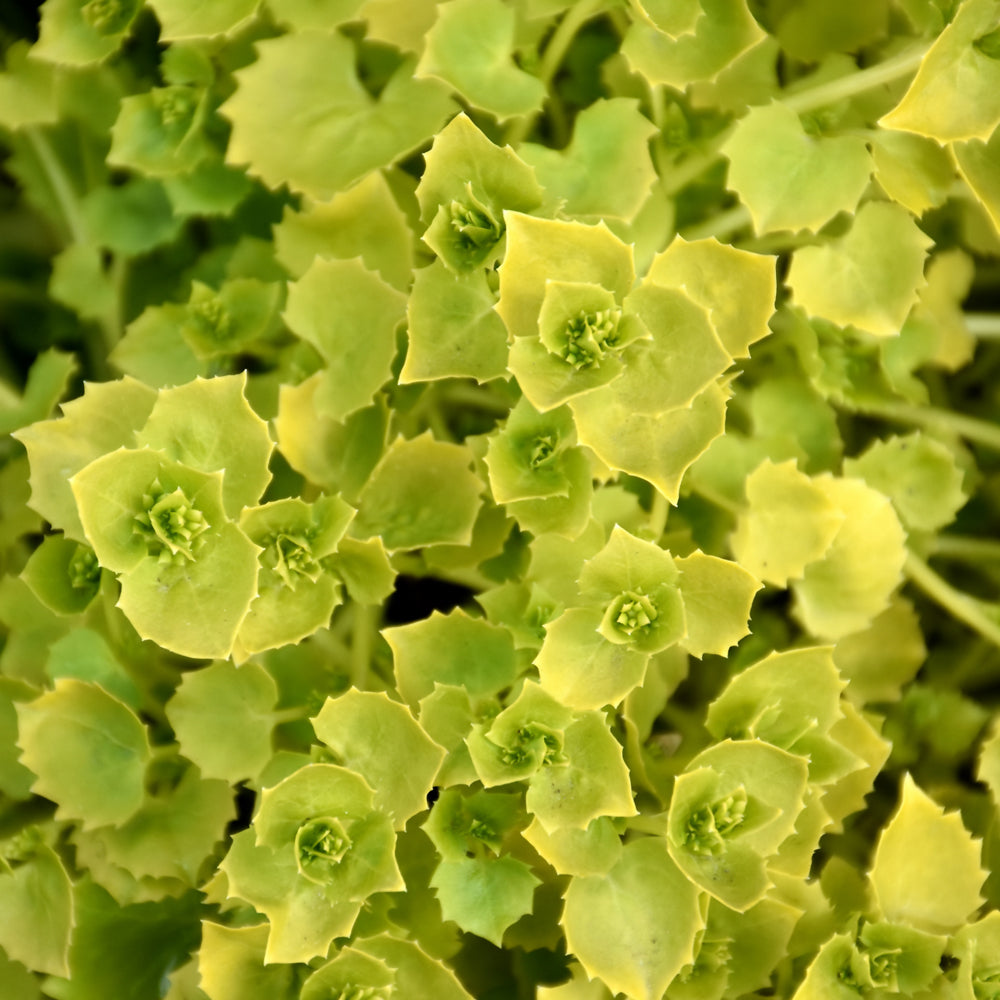 CAMPANULA DICKSON'S GOLD