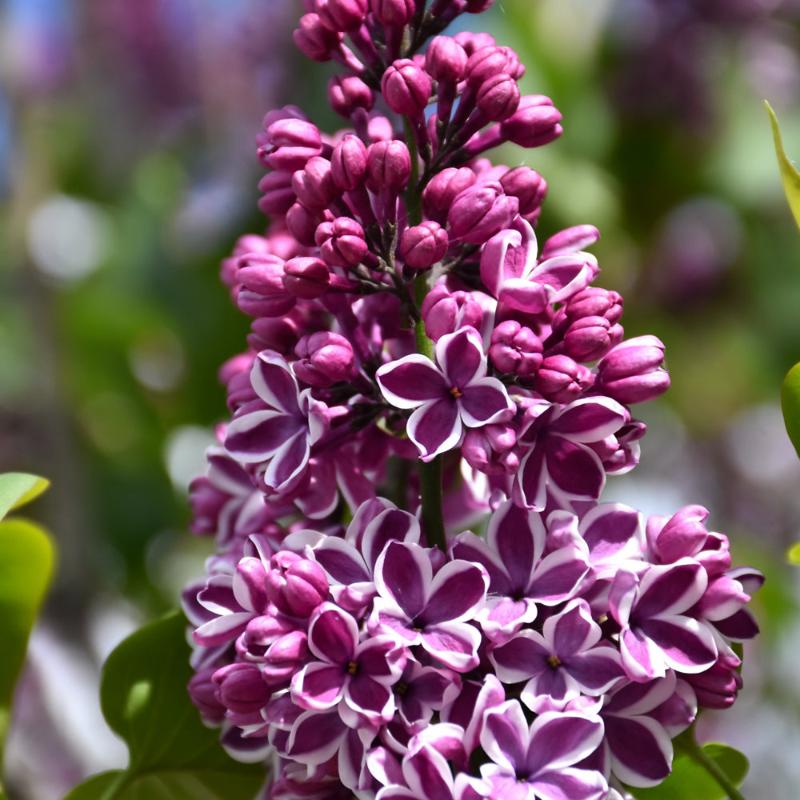 LILAC SENSATION